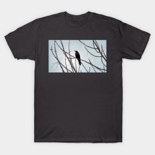 Common Grackle Perched In A Tree T-Shirt